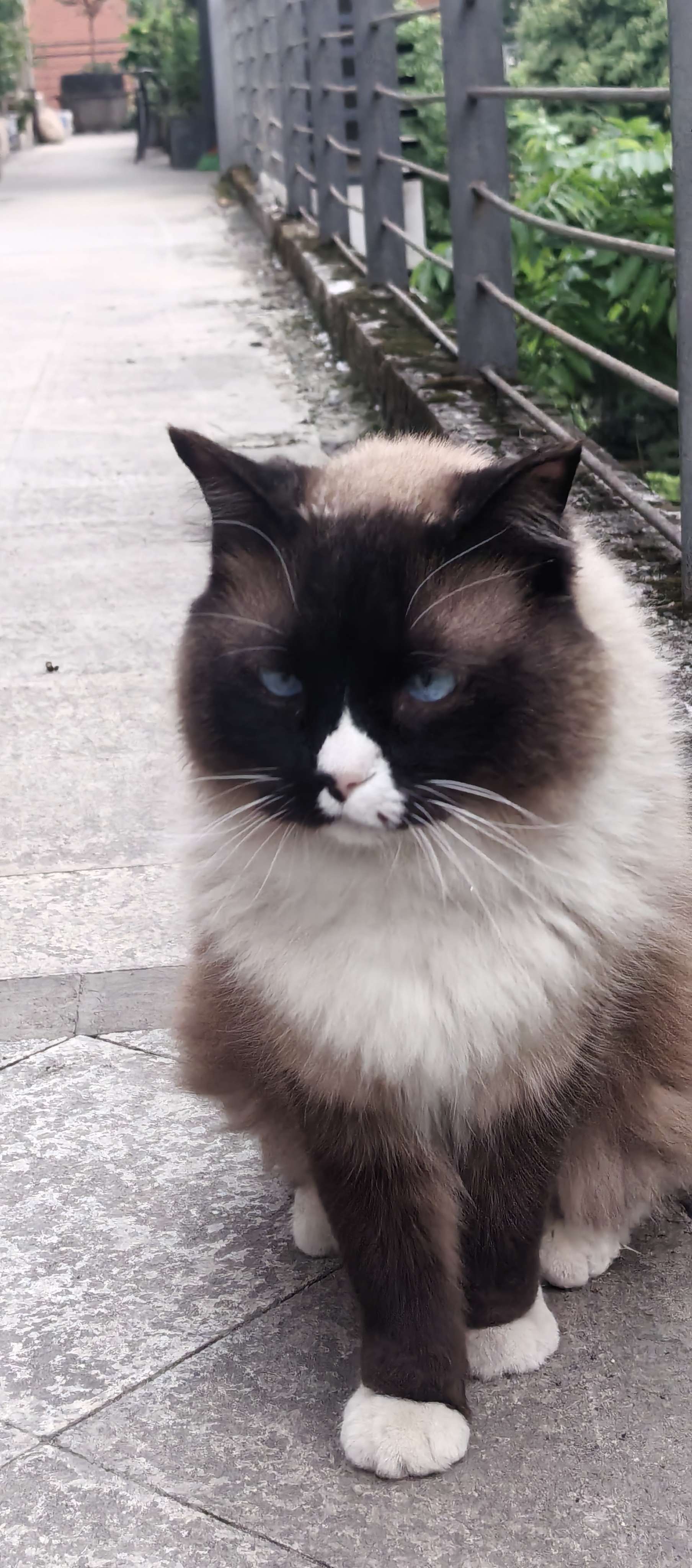  布偶猫 