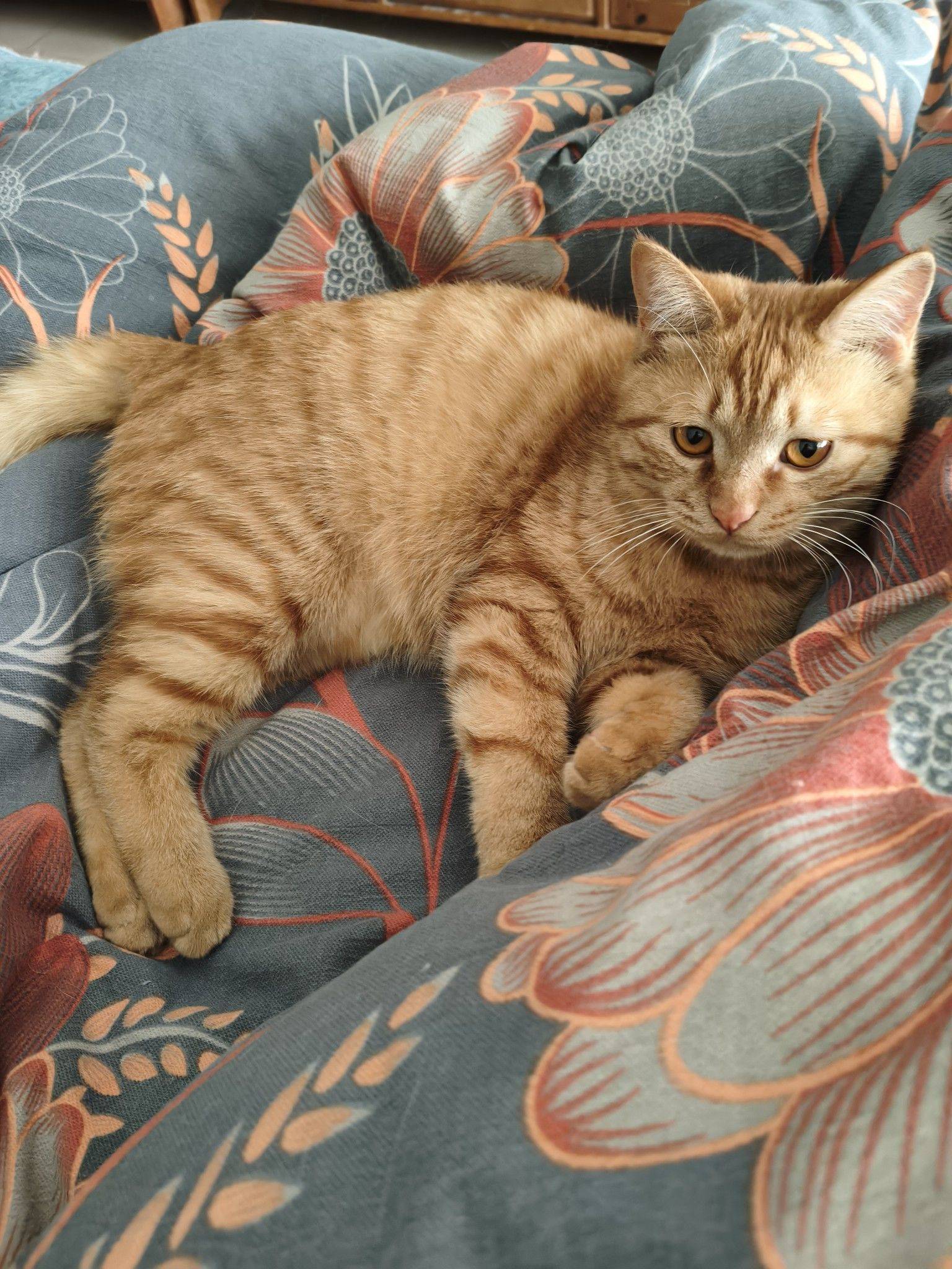纯色橘猫，一岁，男孩，已经绝育和疫苗