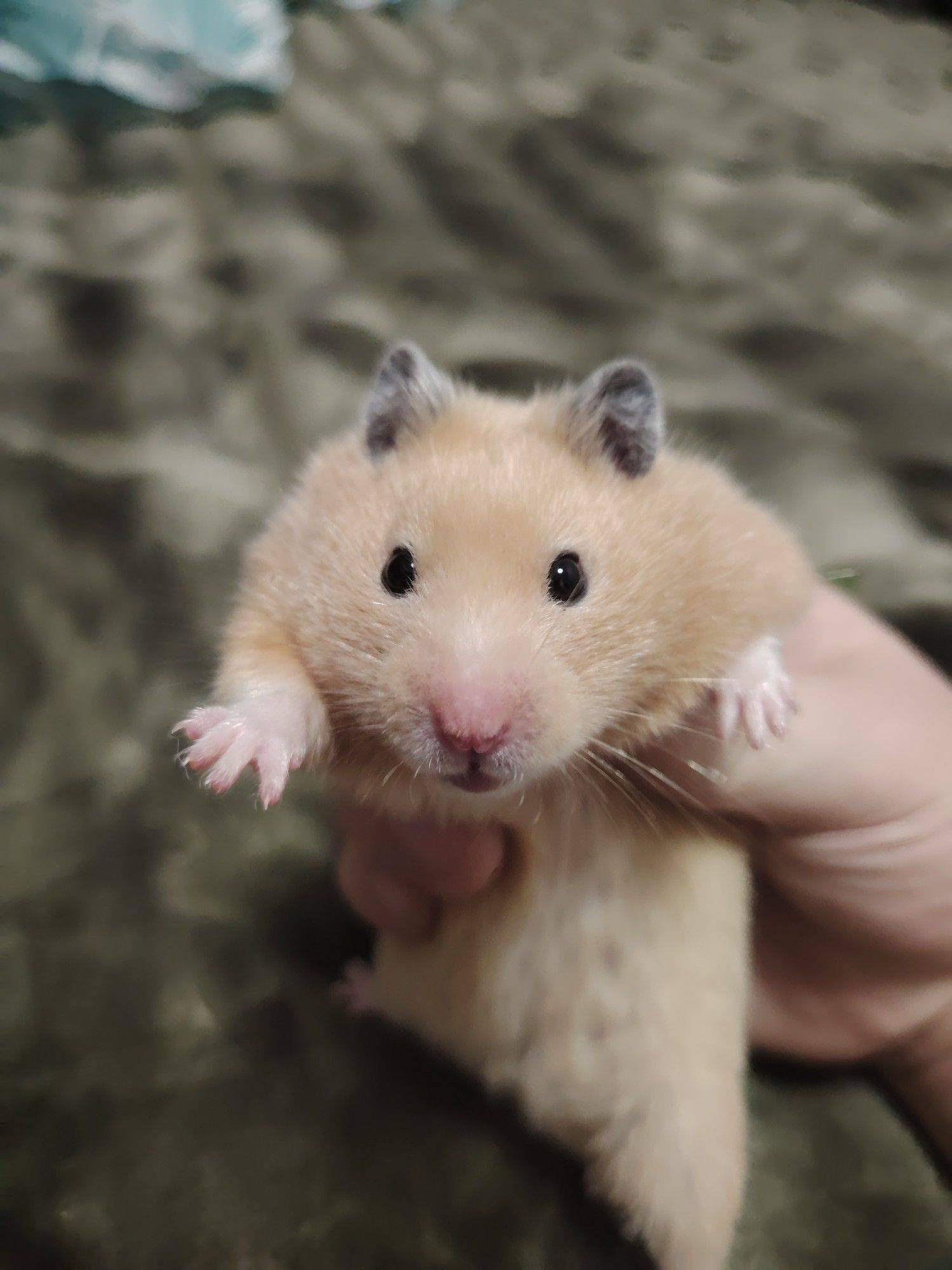  仓鼠 