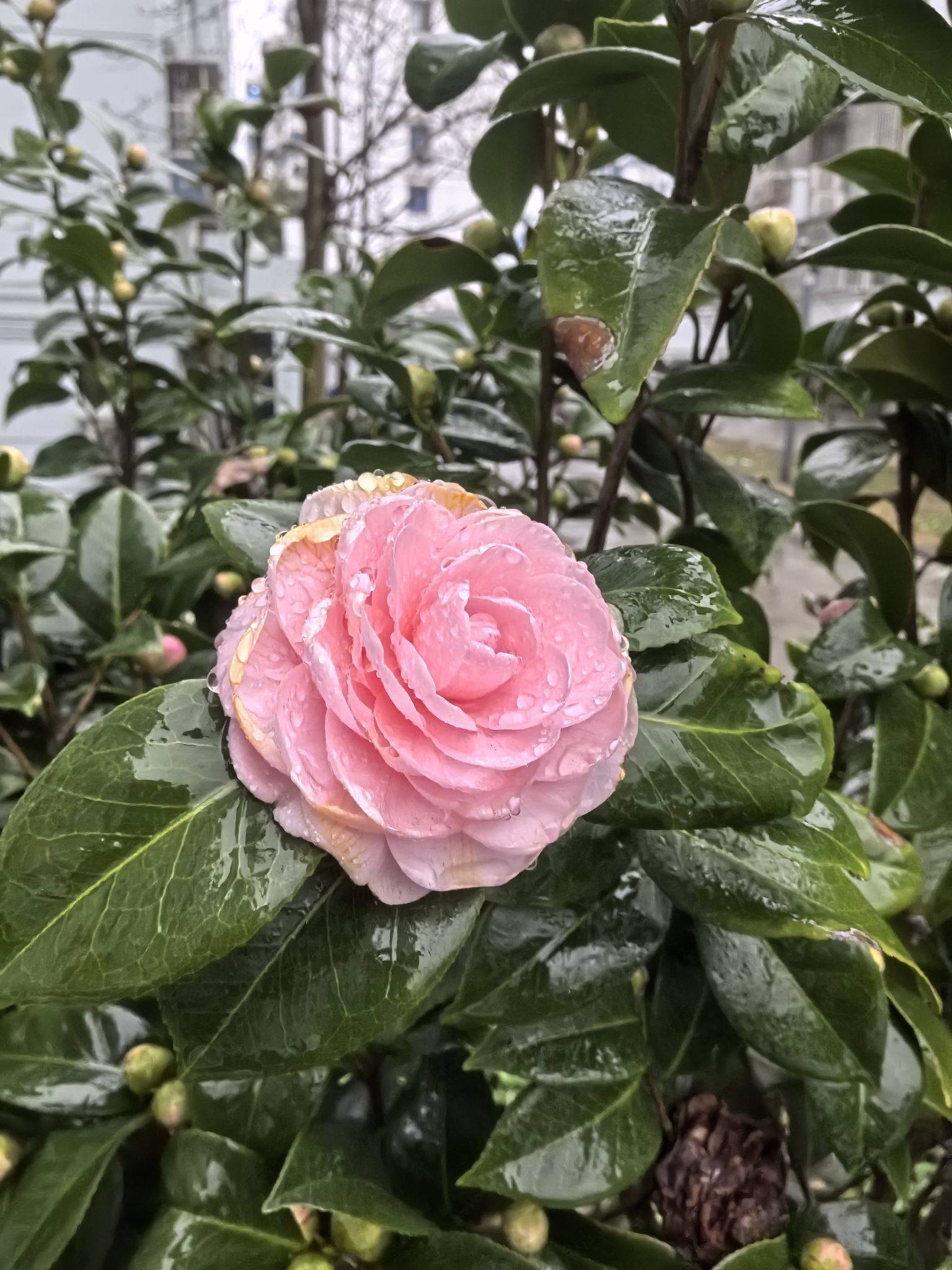 苏州吴中蹲室友 粉嫩花瓣  春天的气