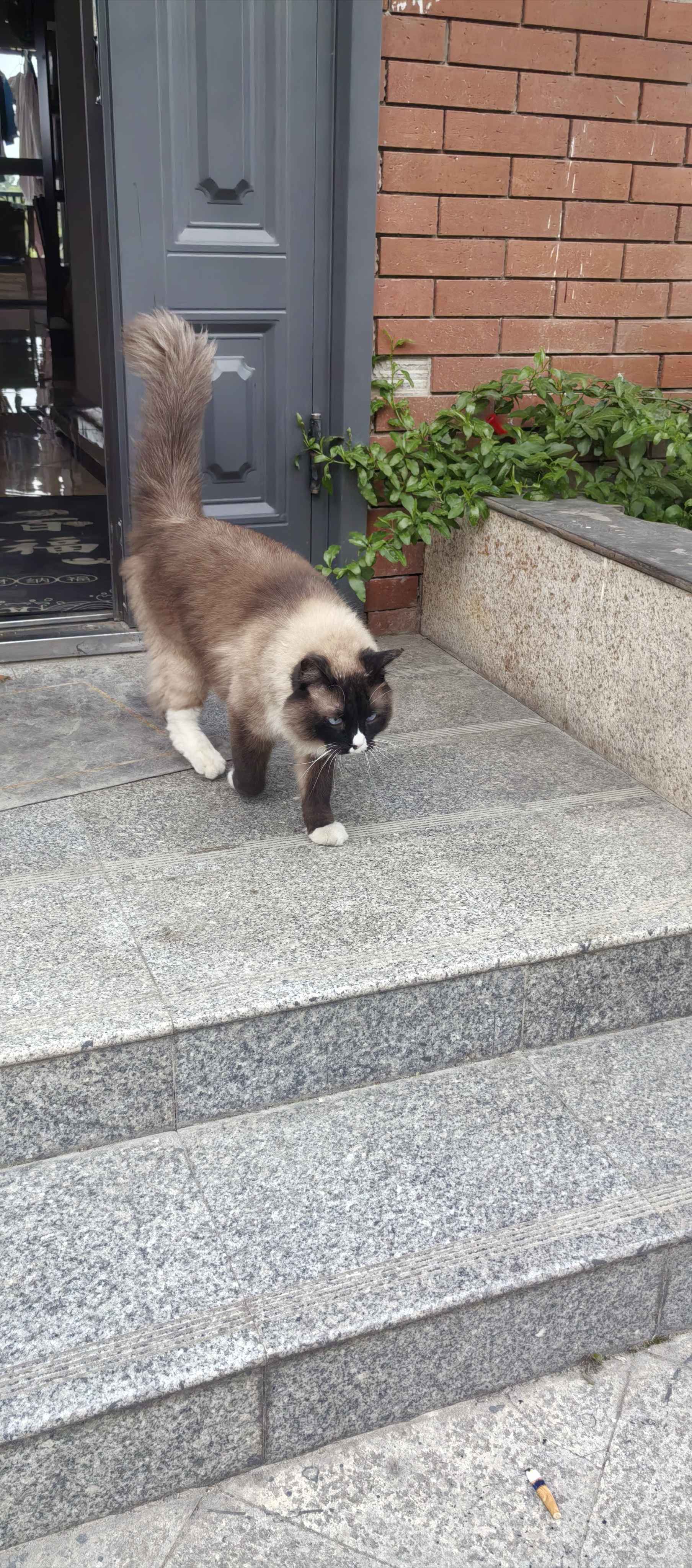  布偶猫 _1