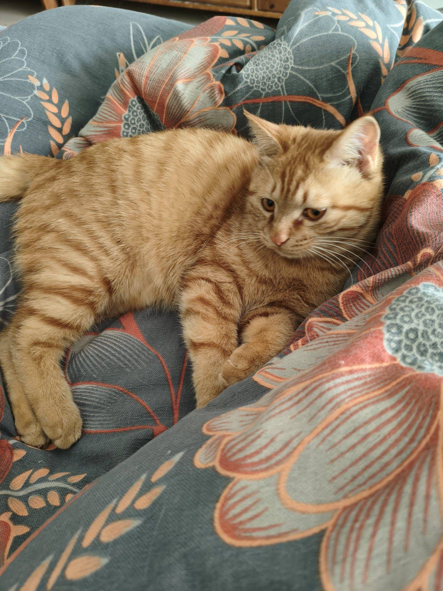 纯色橘猫，一岁，男孩，已经绝育和疫苗_1