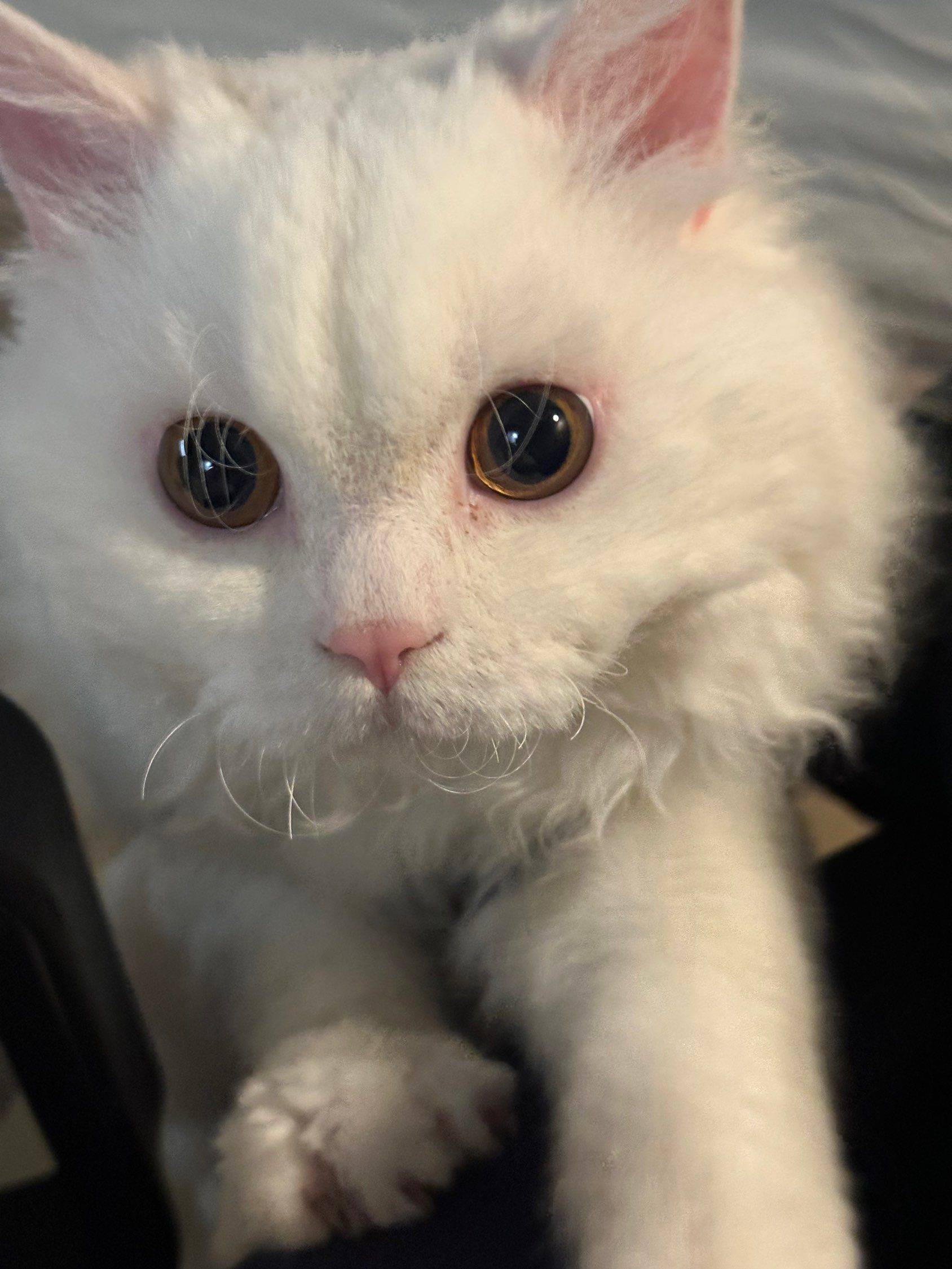 给两岁男宝宝小猫“白糖”找个新家
自取！