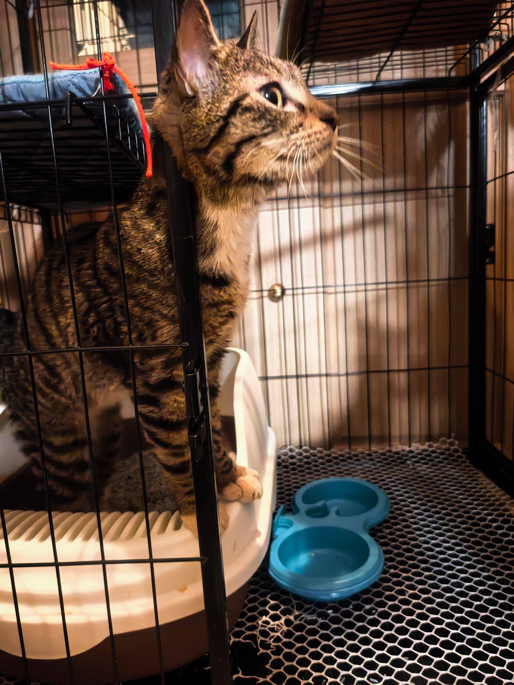 青岛小猫找领养_1