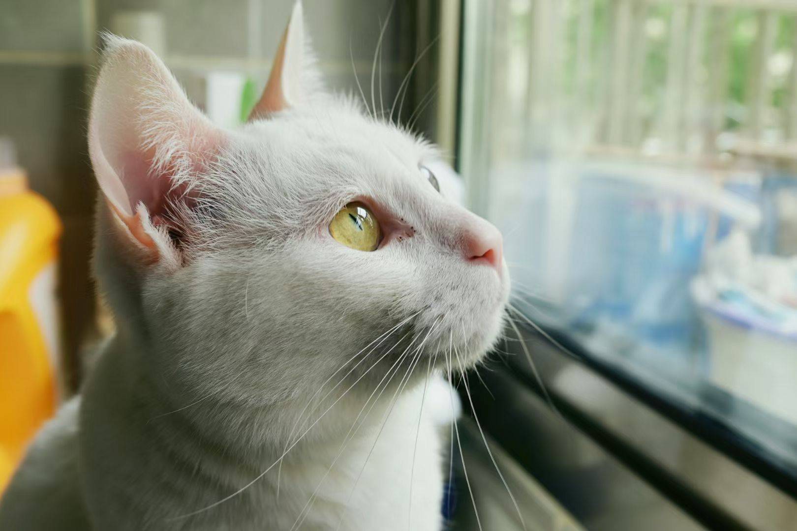 白色异瞳母猫