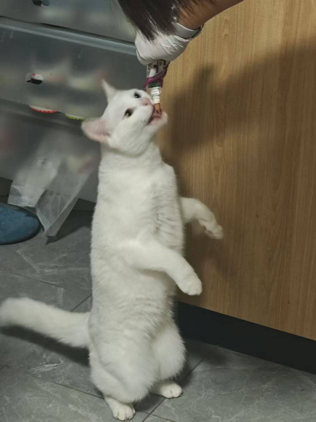 白色异瞳母猫_1