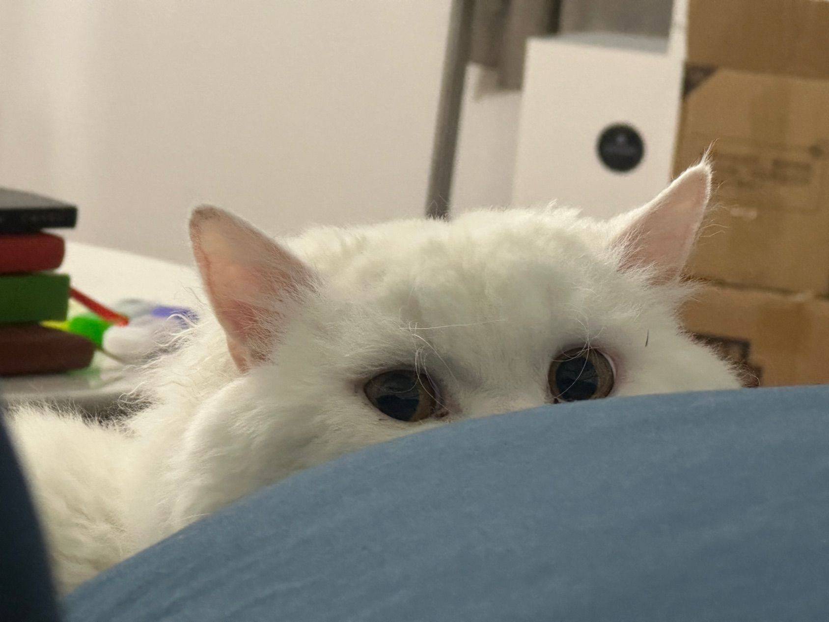 给两岁男宝宝小猫“白糖”找个新家
自取！_3