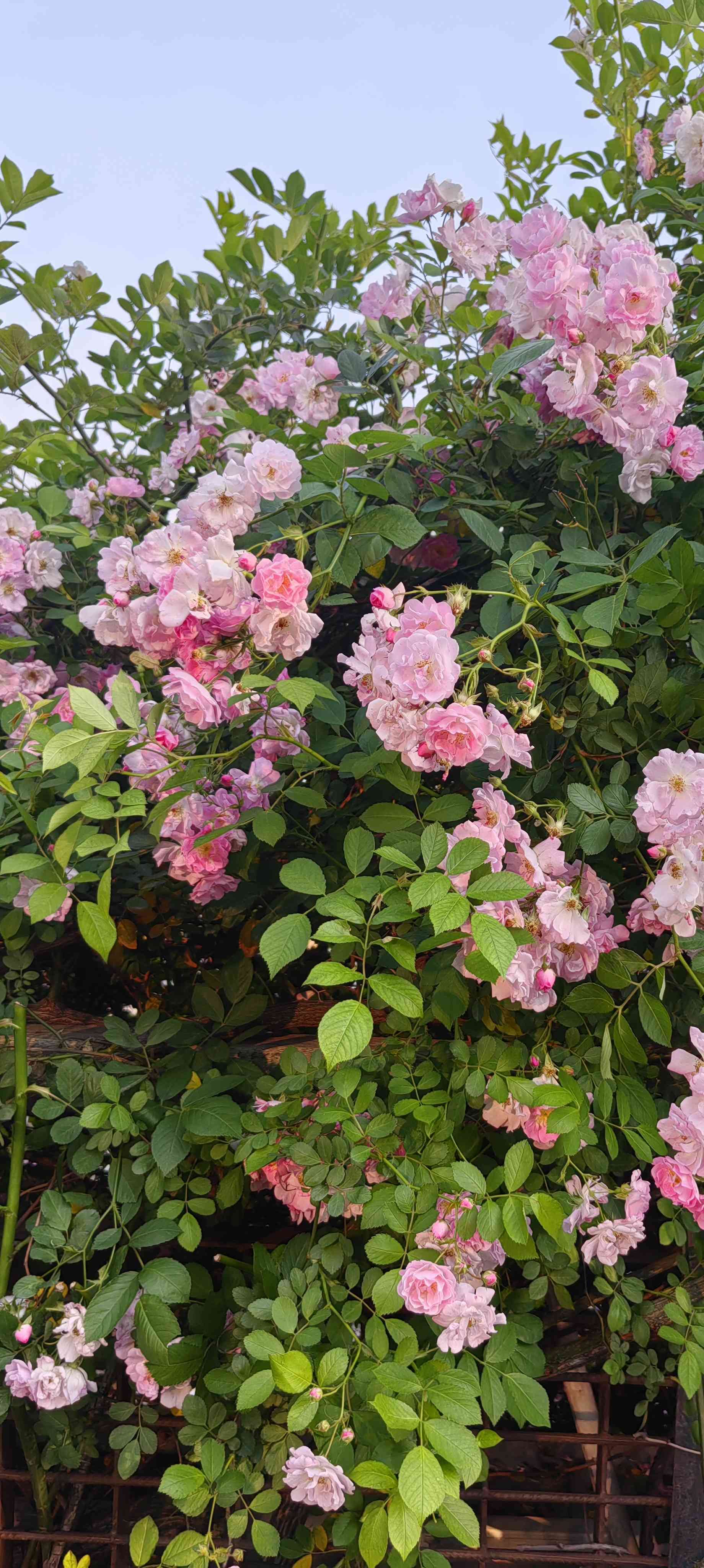 撒欢杨浦滨江_1