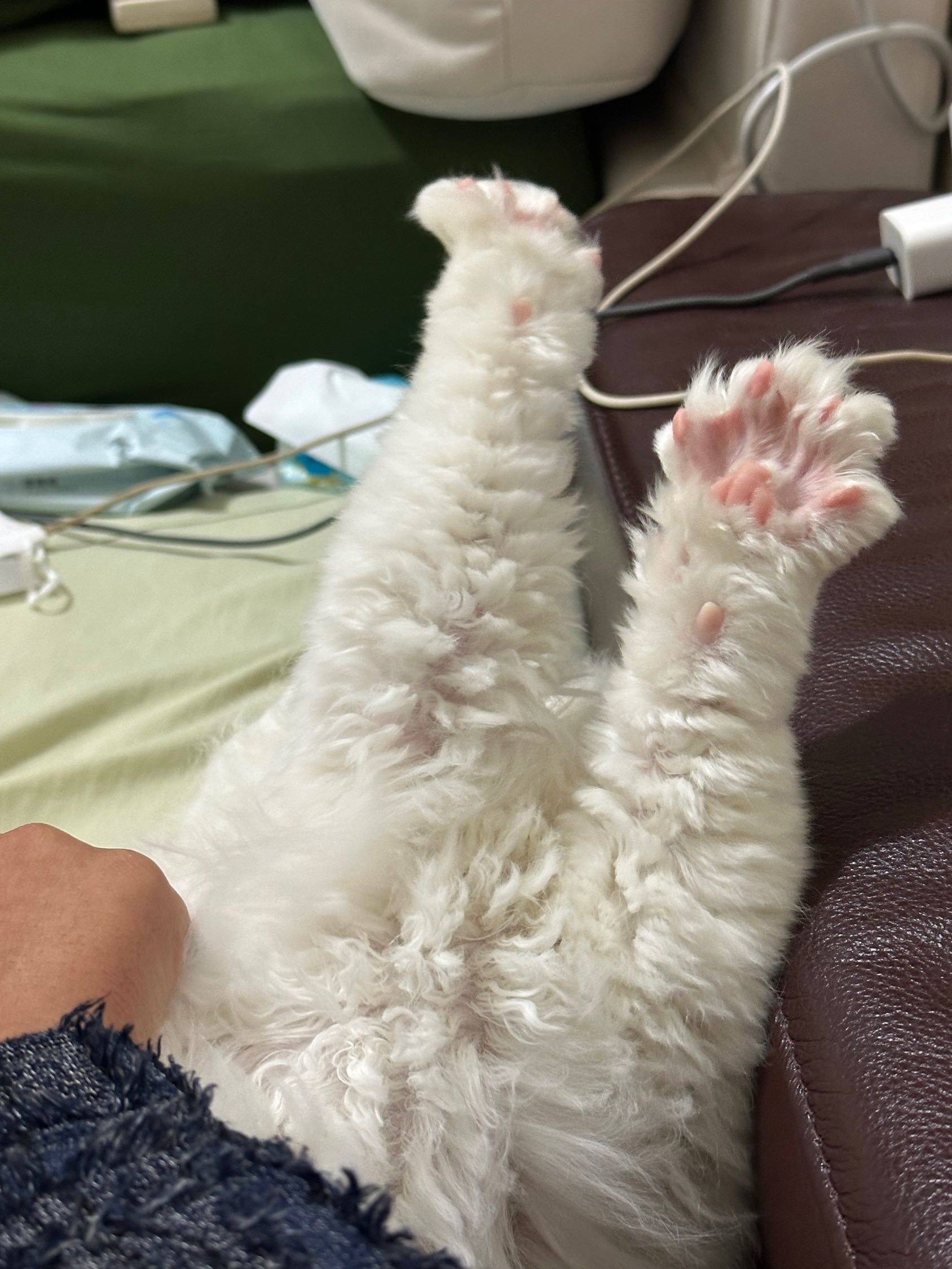 给两岁男宝宝小猫“白糖”找个新家
自取！_1