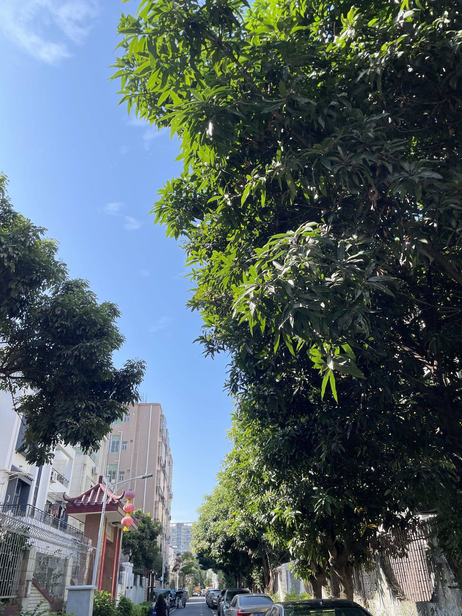 在深圳，这个城中村真的很村