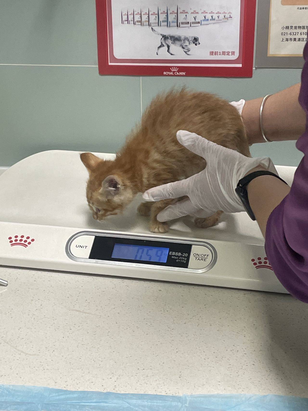 上海残疾小橘猫妹妹求领养！_2