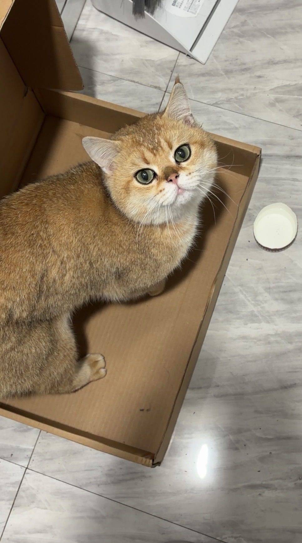 上海爱博一村谁家猫丢了？