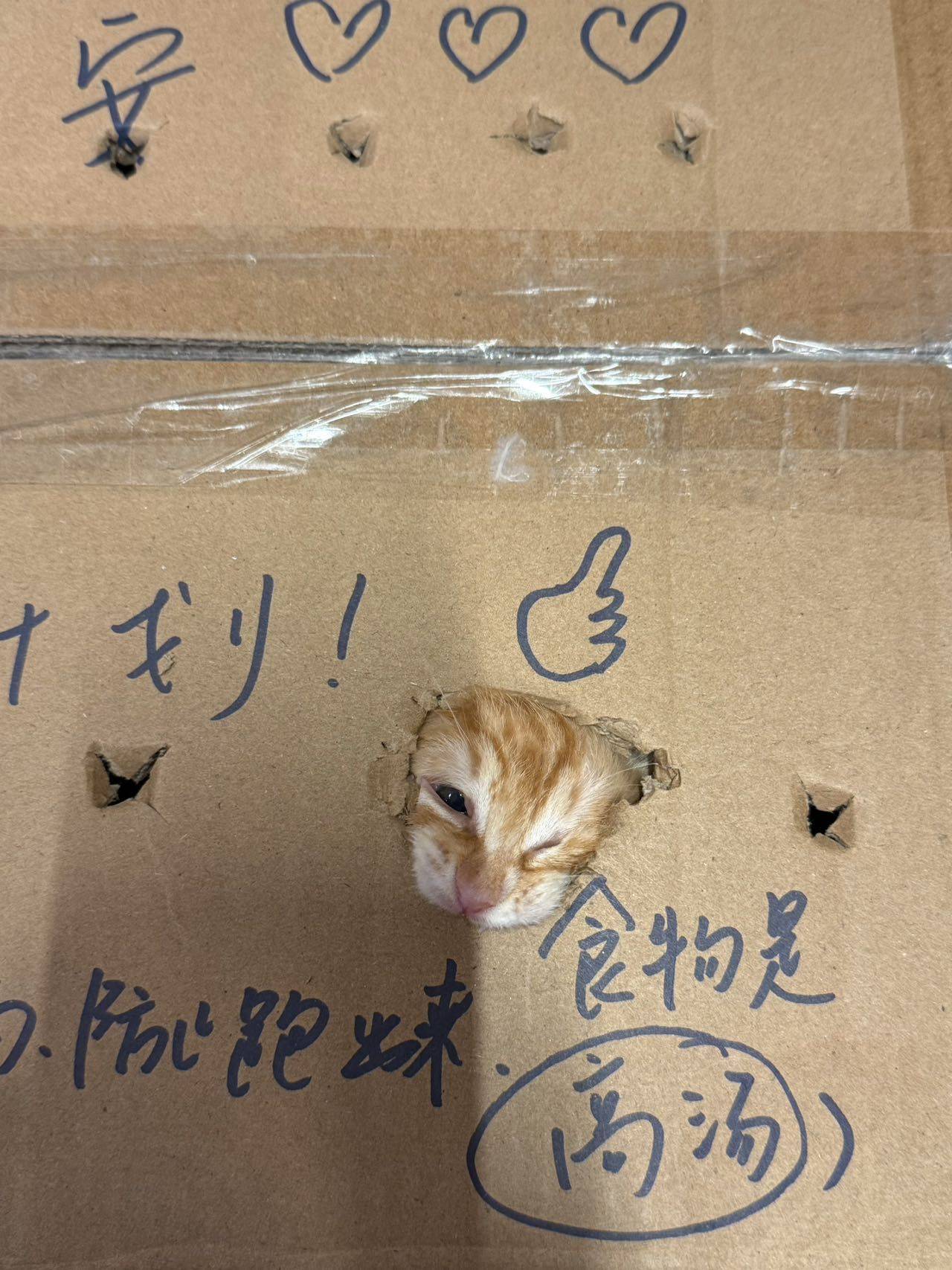 上海残疾小橘猫妹妹求领养！_1
