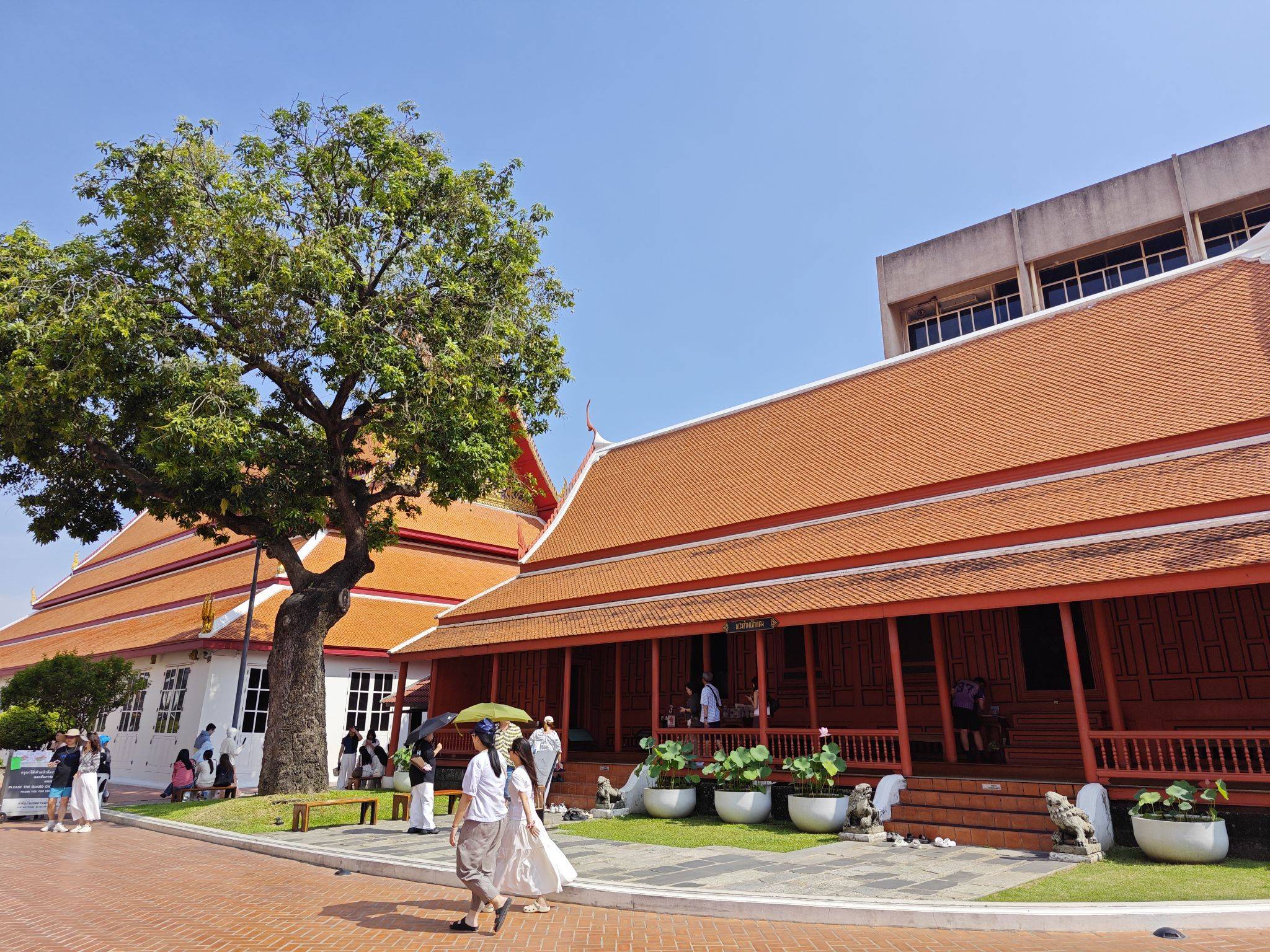 mongotree 享受当下  漫步
