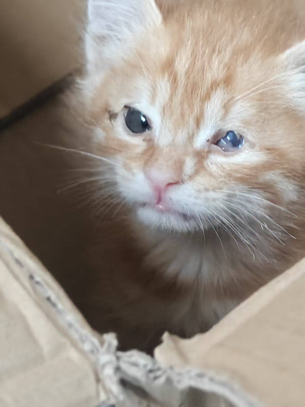 上海残疾小橘猫妹妹求领养！