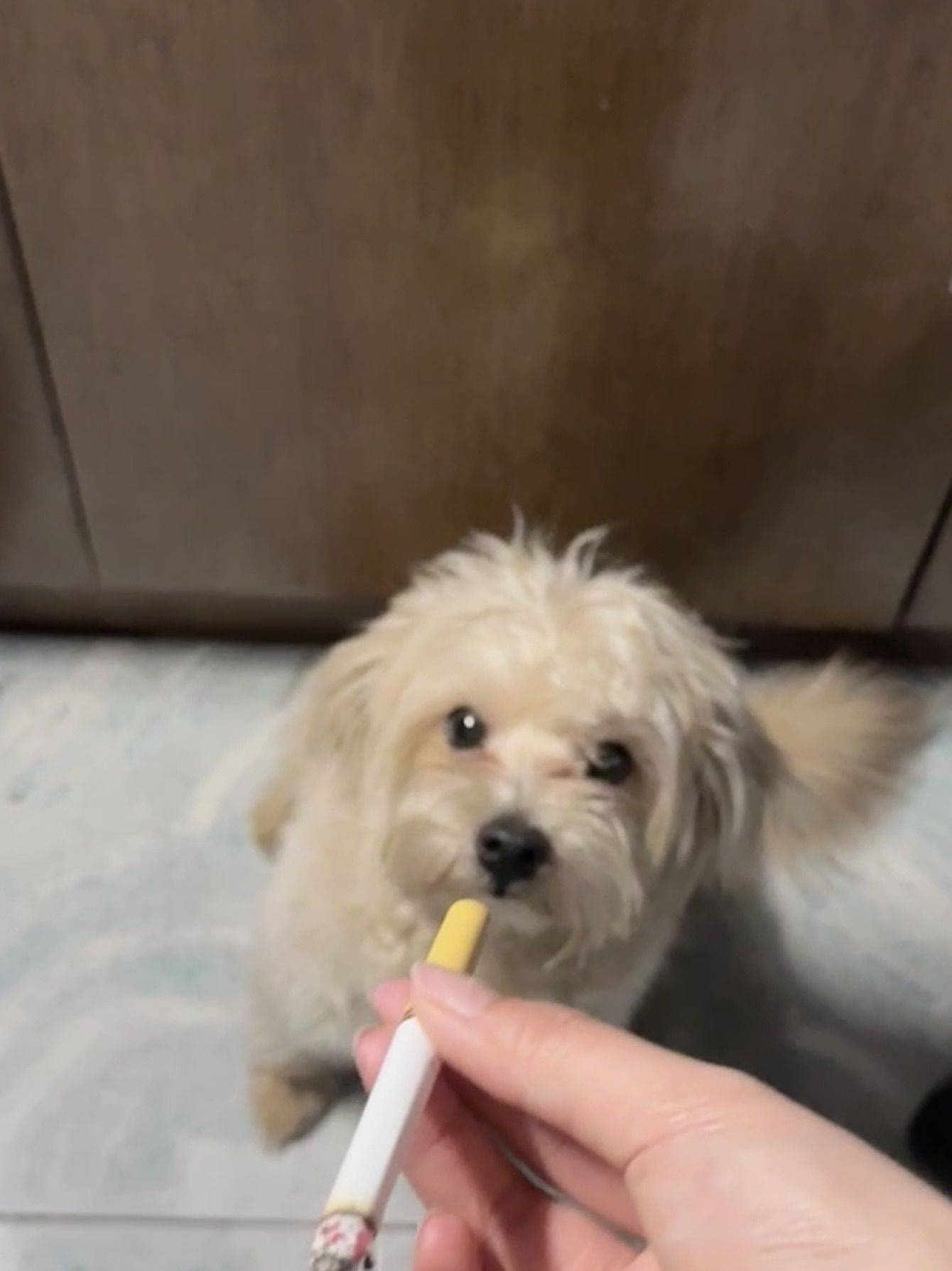 找领养  我家萌宠最可爱 有人需要吗_2