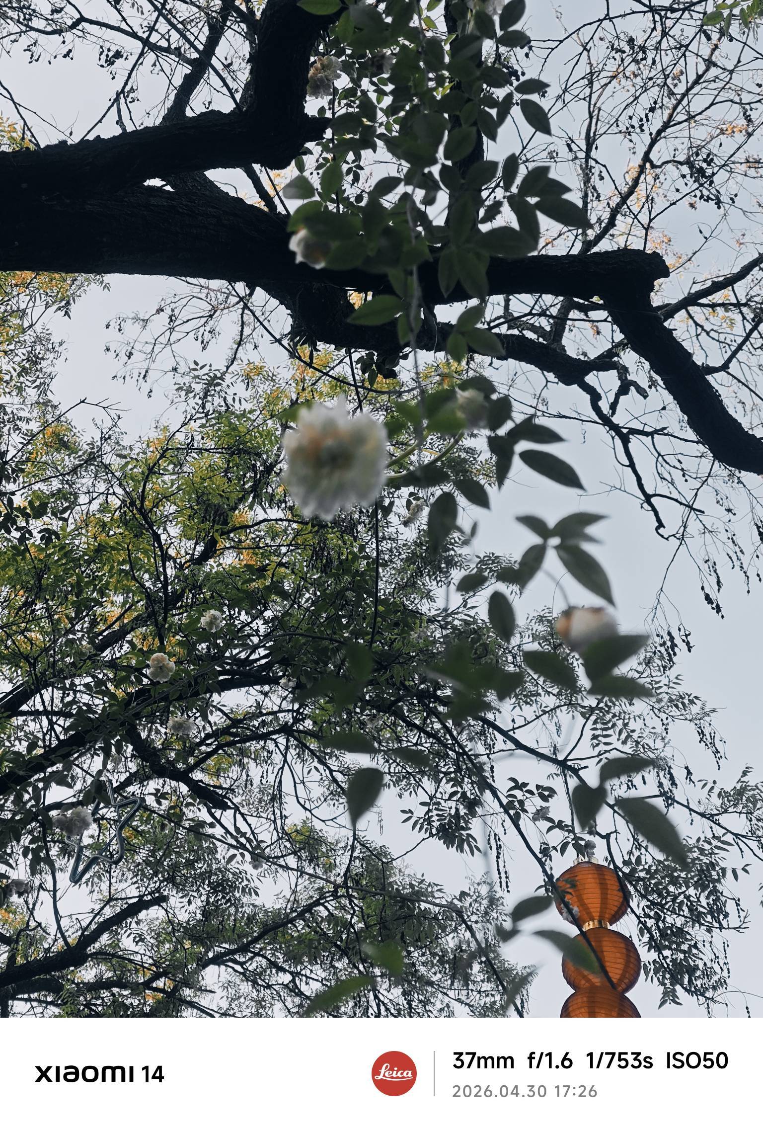  漫步大自然  城市风光  古街灯_1