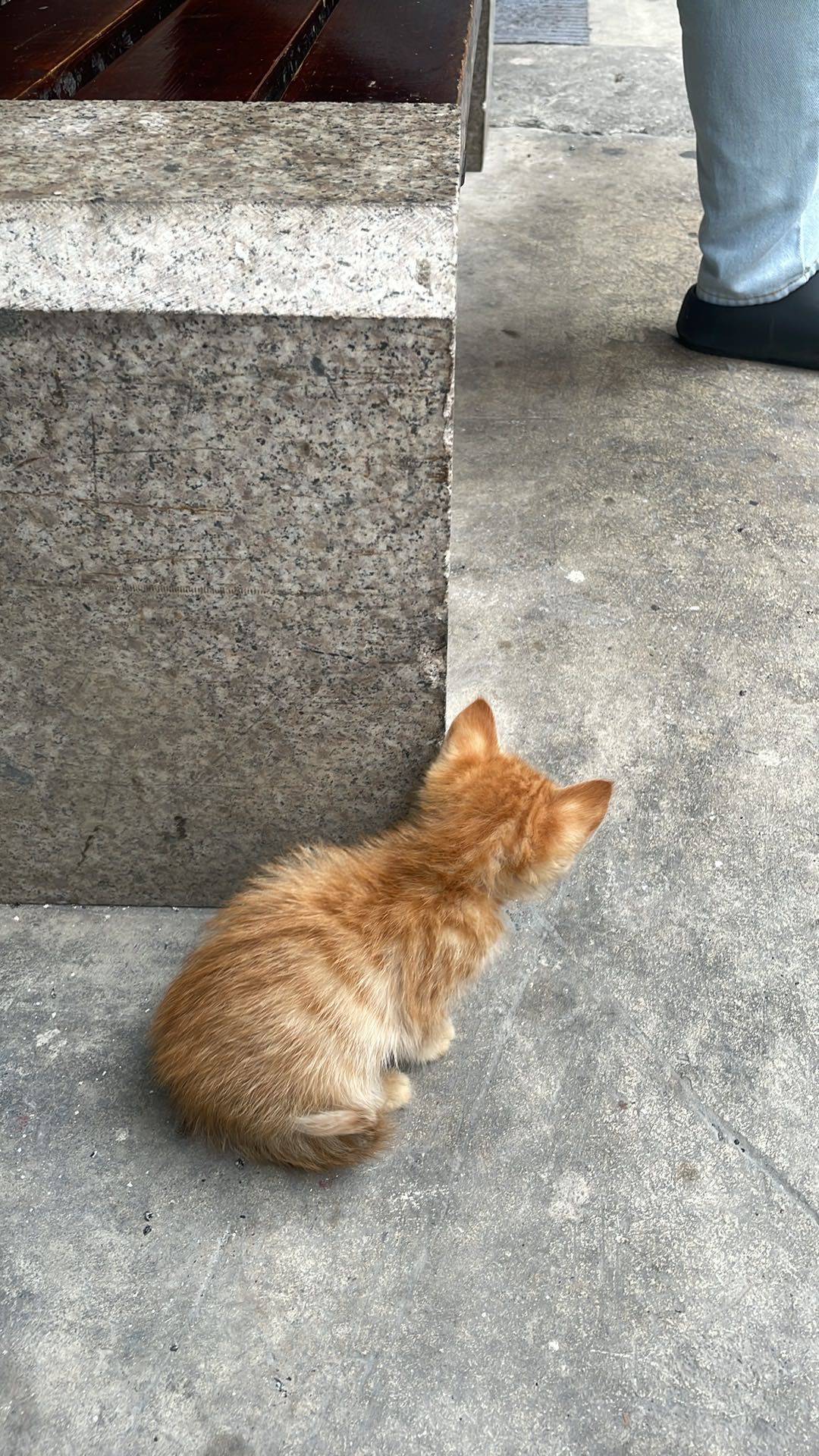 上海残疾小橘猫妹妹求领养！_4