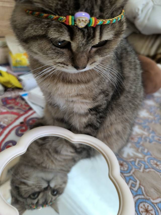 一只笨猫