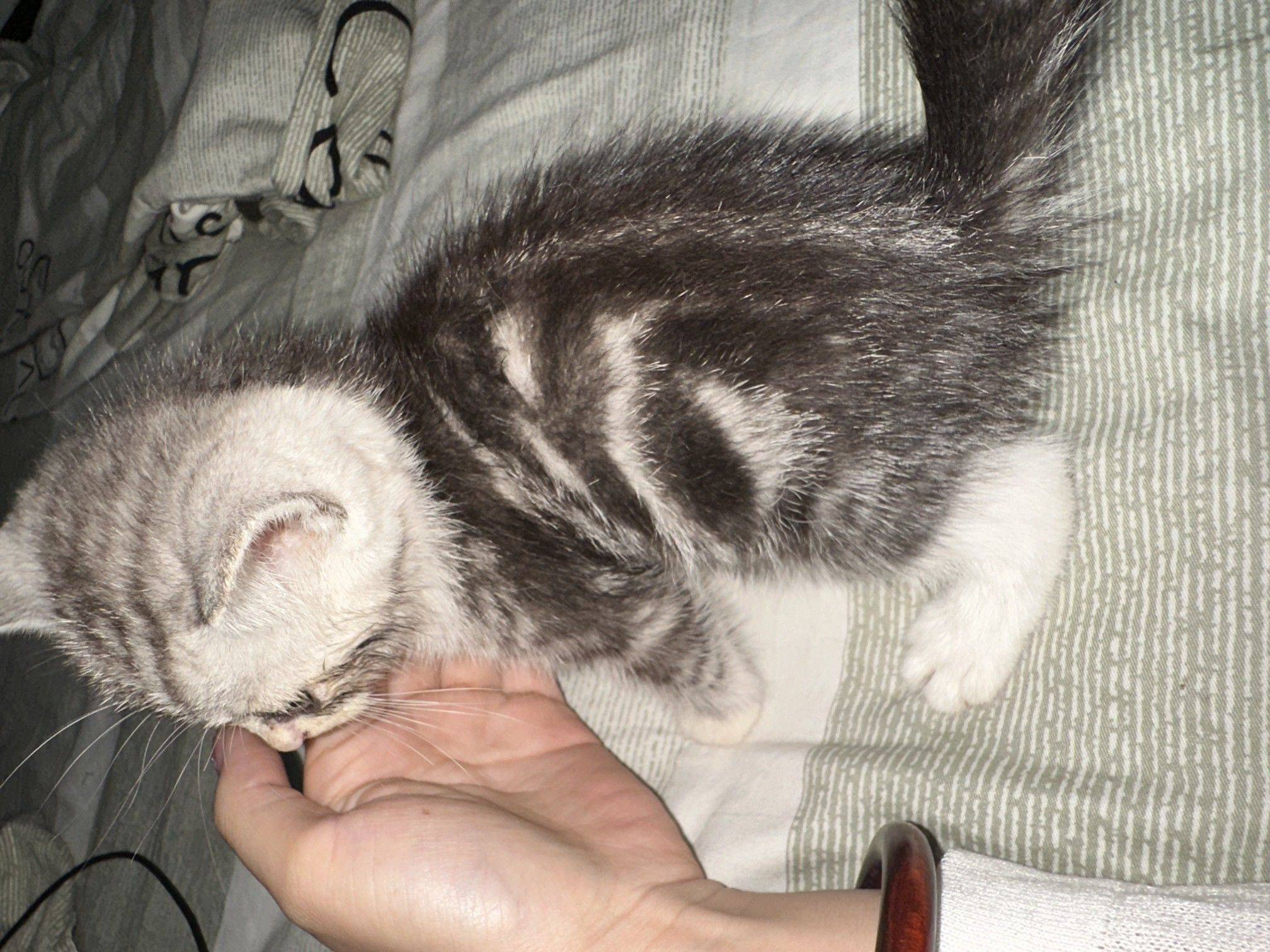 给小猫找新家，东莞凤岗 小奶猫  掌_1