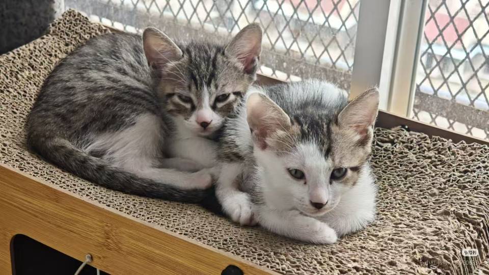 厦门奶猫无偿领养_2