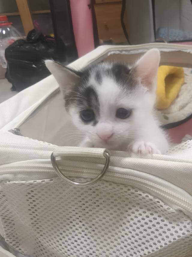 猫咪领养_4