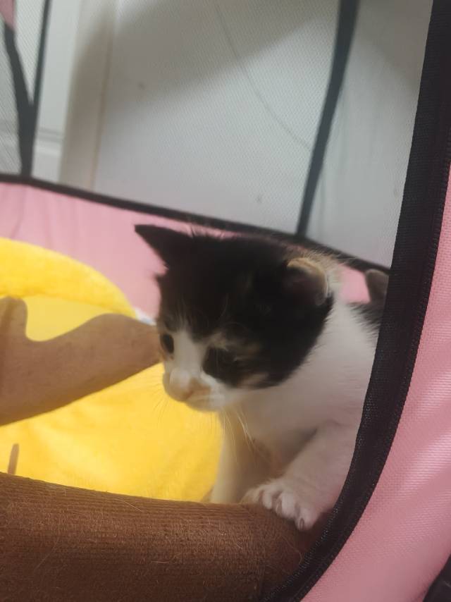 猫咪领养_2