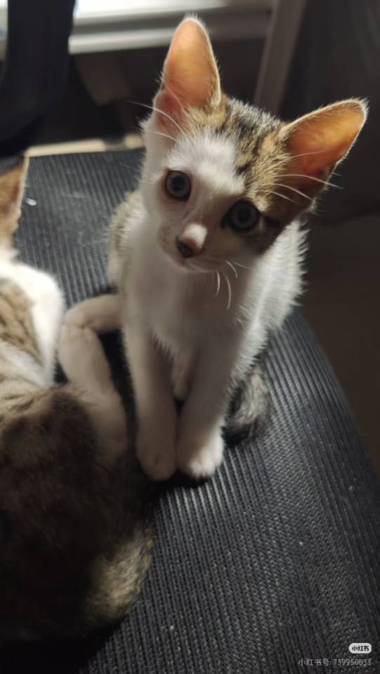 厦门奶猫无偿领养_3