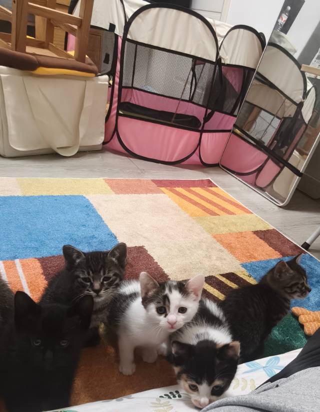 猫咪领养