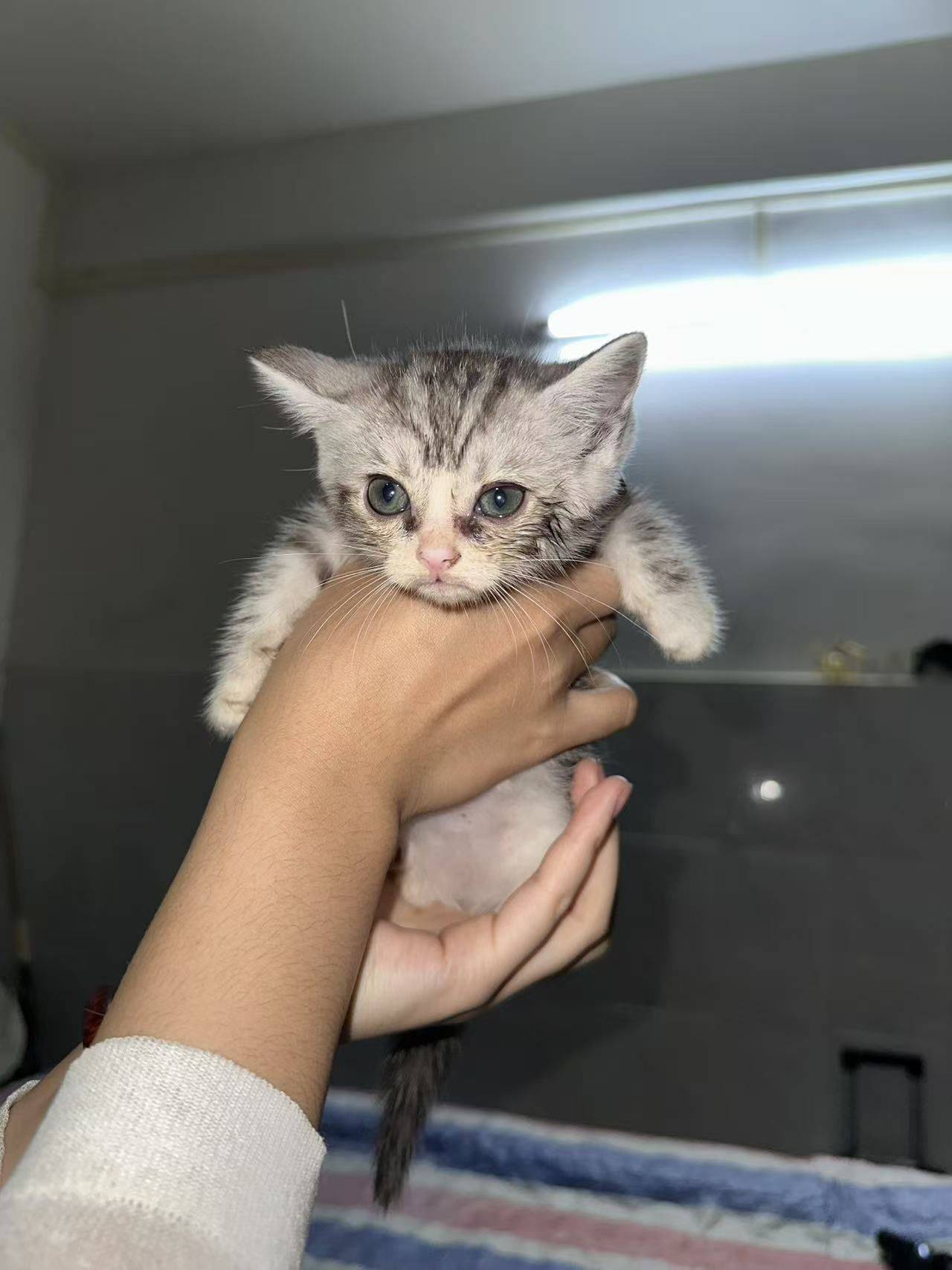 给小猫找新家，东莞凤岗 小奶猫  掌_2