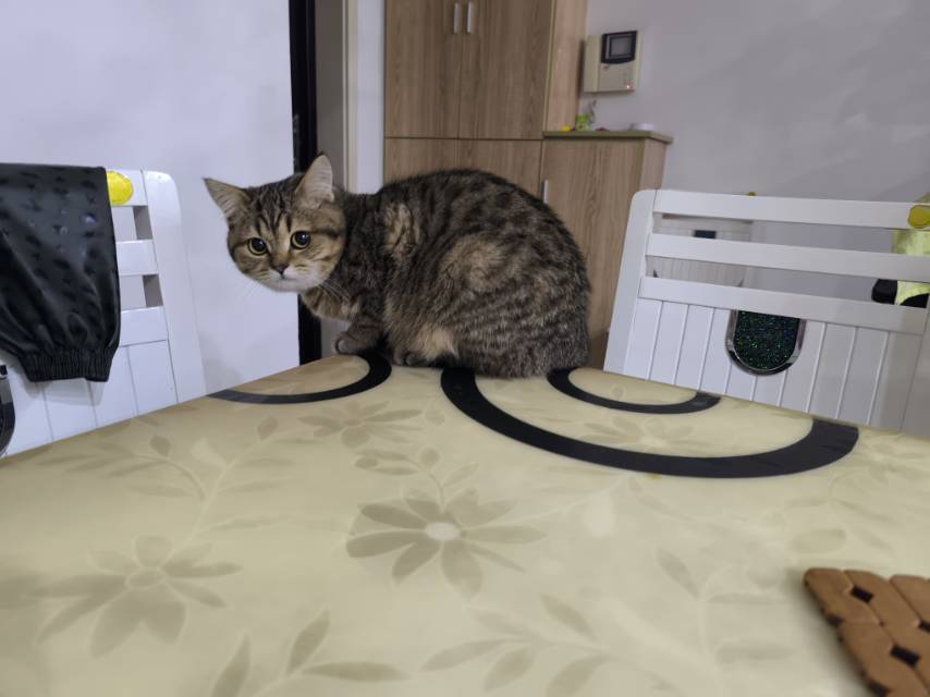 一只笨猫_1