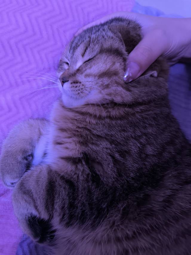 一只笨猫_2