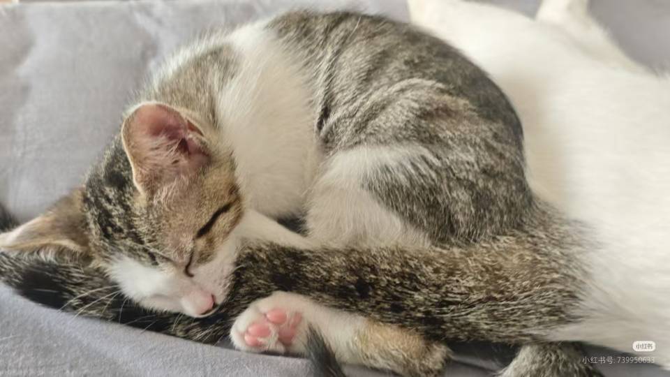 厦门奶猫无偿领养_1