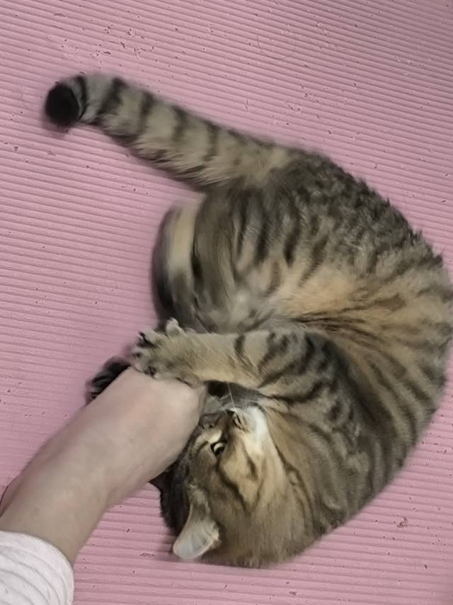 一只笨猫_3
