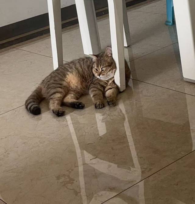 一只笨猫_4