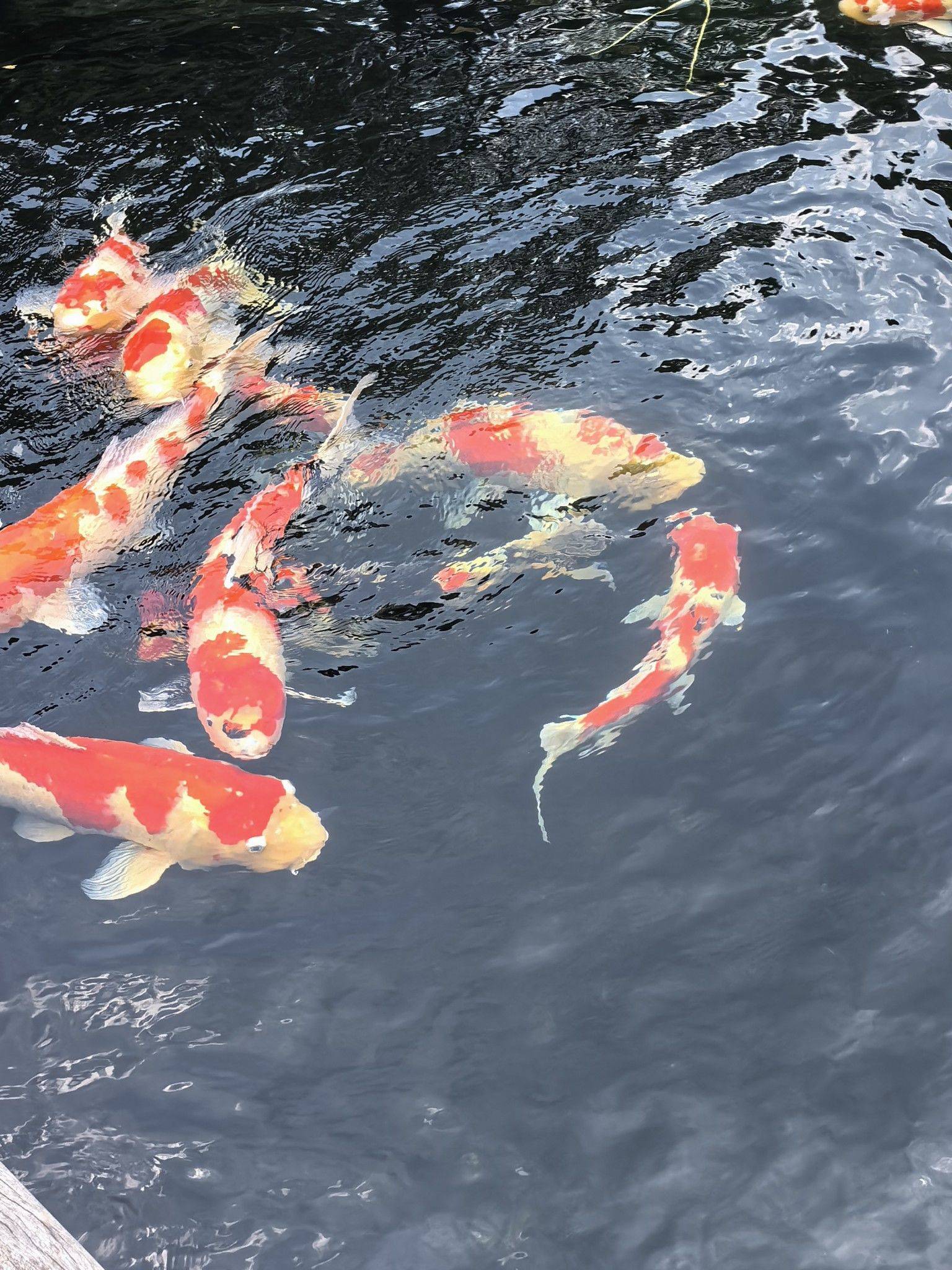 蹲室友