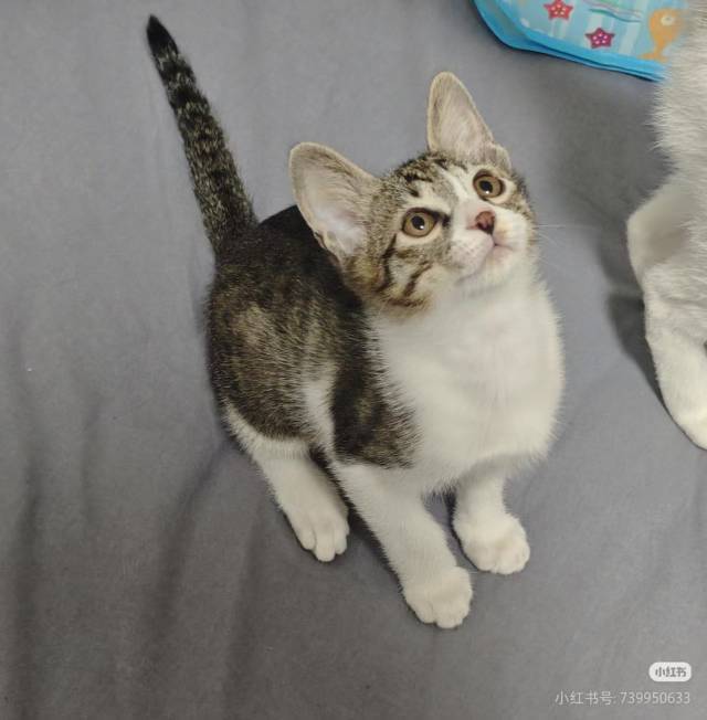厦门奶猫无偿领养