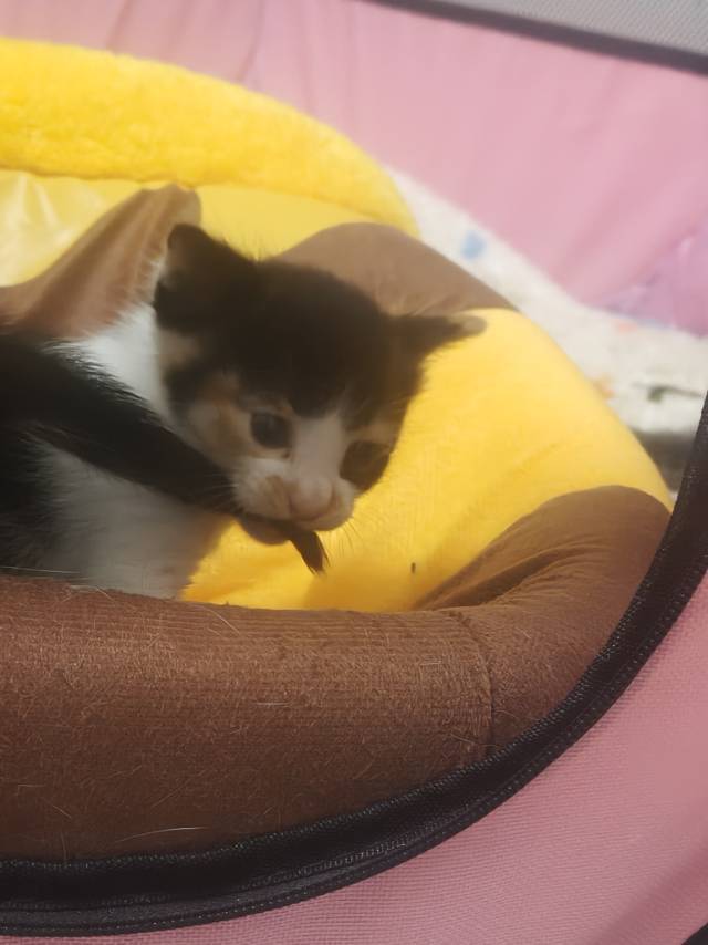 猫咪领养_1