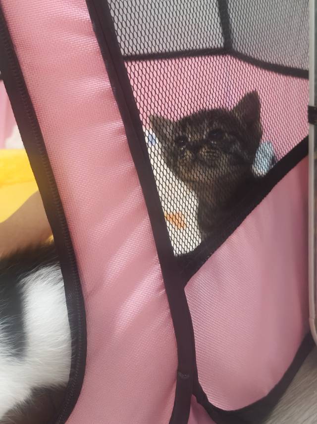 猫咪领养_3