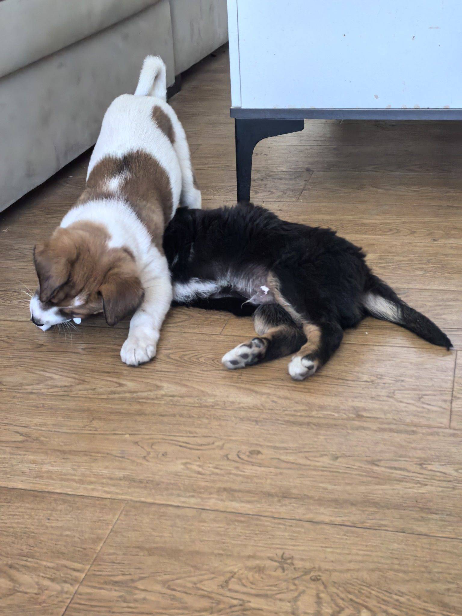  我家萌宠最可爱  小狗  萌宠日_1