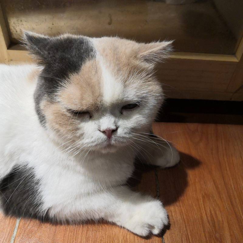 来猫咖玩啦