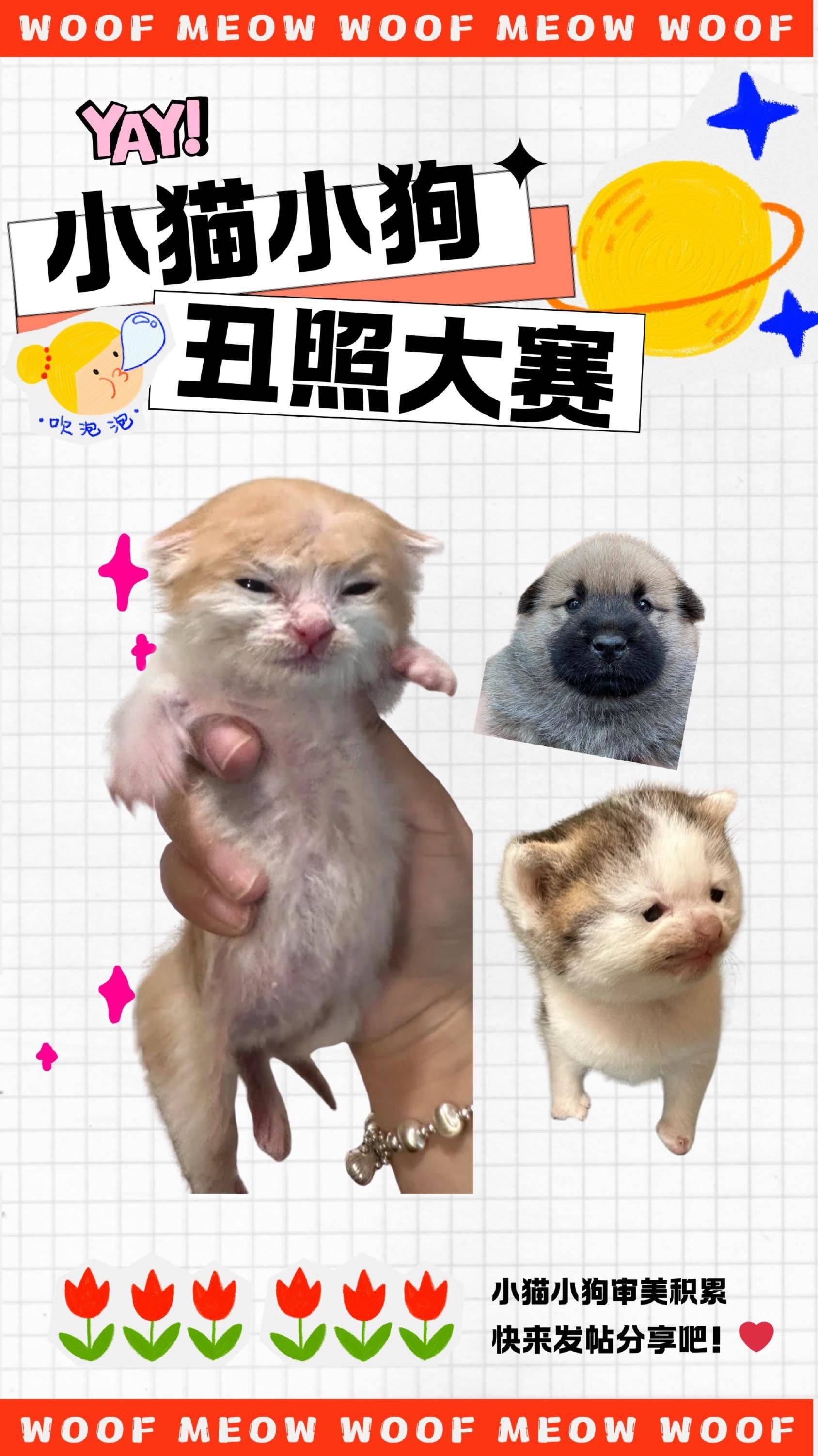 交出你家小猫小狗的黑历史照片！