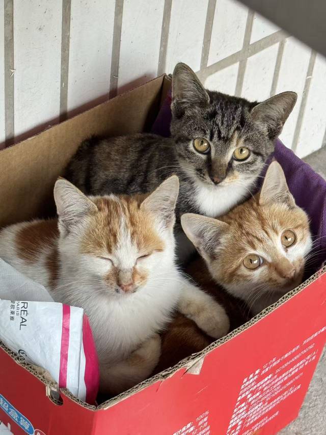 流浪猫找领养啦