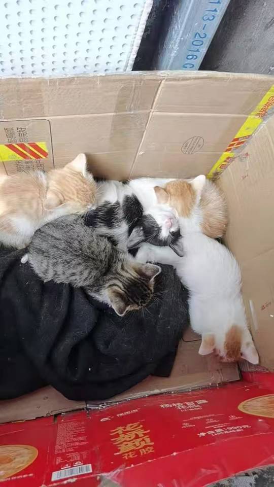 流浪猫找领养啦_0