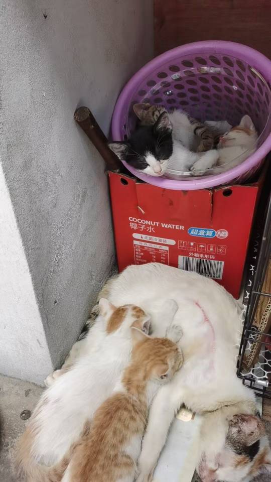 流浪猫找领养啦_2