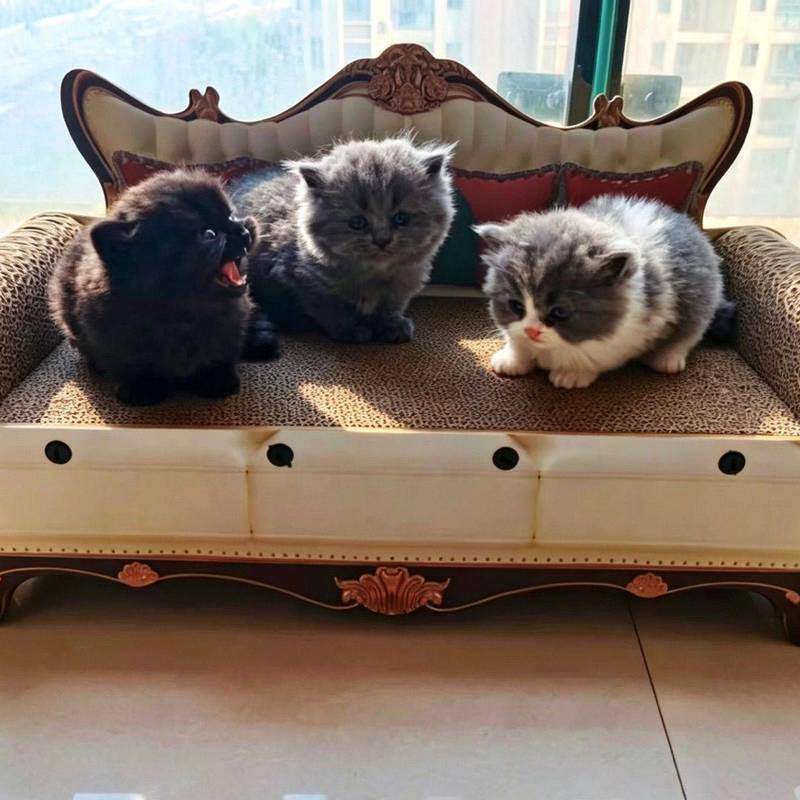 【上海自提】2个月纯高地长耳长毛奶猫找家