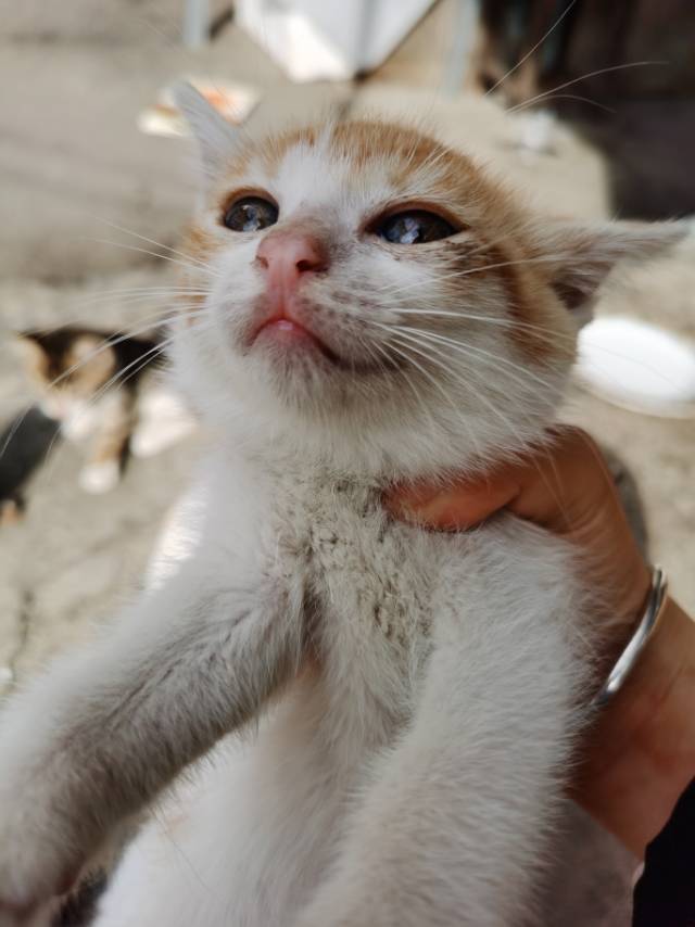 流浪猫找领养啦_3