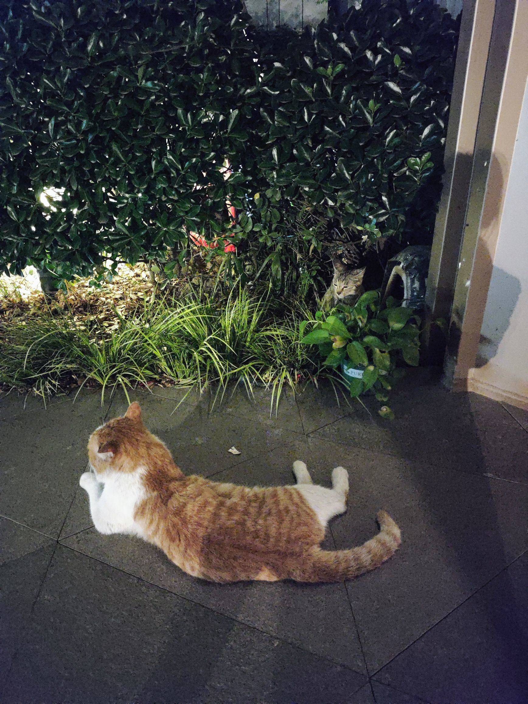 猫我有点不喜欢你了