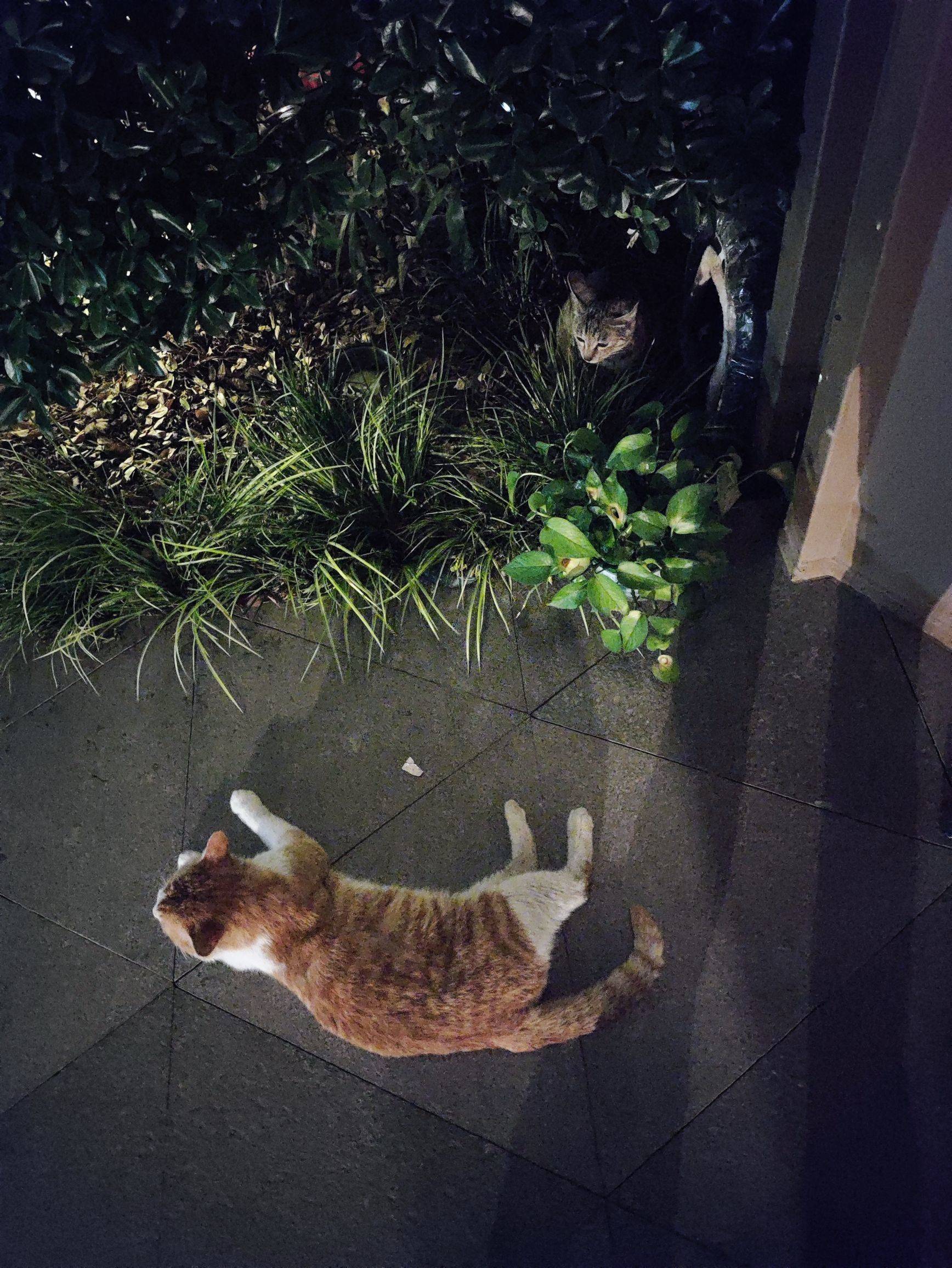猫我有点不喜欢你了_1