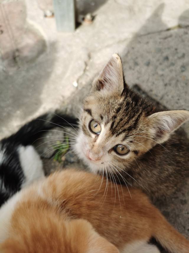 流浪猫找领养啦_4